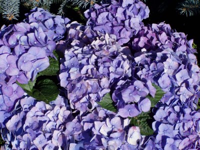 kwiaty w ogrodzie