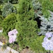 Jak zadbać o ogród jesienią ? ogród na balkonie